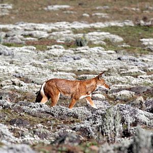 Southern Ethiopian wolf or Simien jackal (Canis simensis citernii)