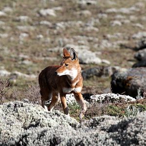 Southern Ethiopian wolf or Simien jackal (Canis simensis citernii)
