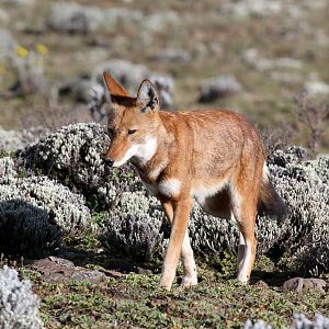 Southern Ethiopian wolf or Simien jackal (Canis simensis citernii)