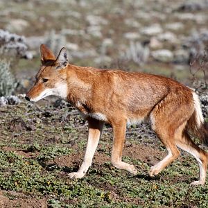 Southern Ethiopian wolf or Simien jackal (Canis simensis citernii)