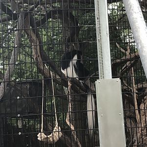 Maryland Zoo Black and White Colobus Monkey