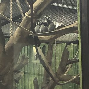 Maryland Zoo Ring-tailed Lemur pair