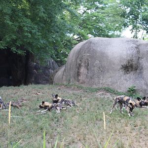 African Painted Dog Pack