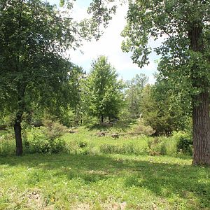 Regenstein Wolf Woods