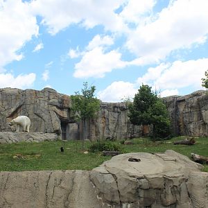 Great Bear Wilderness - Bear Exhibit 2