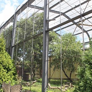 Andean Condor Aviary