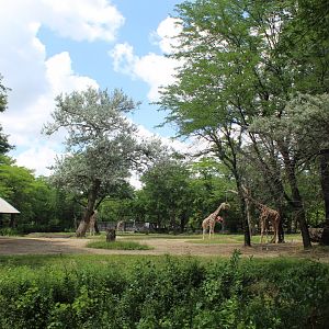 Habitat Africa: The Savannah - Reticulated Giraffe Exhibit