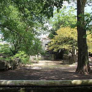 Pachyderm House - Pygmy Hippo Exhibit