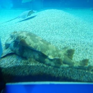 Wobbegong