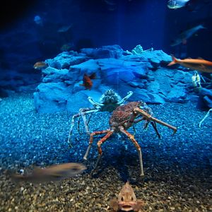 Giant Spider Crab