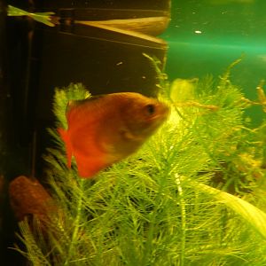 Dwarf Gourami