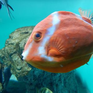 White-Barred Boxfish