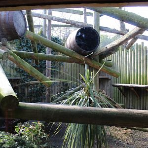Binturong enclosure outdoors