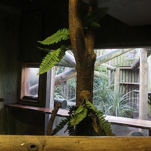 Binturong enclosure indoors