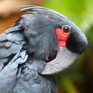 Lory Loft - Black Palm Cockatoo
