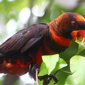 Lory Loft - Dusky Lory