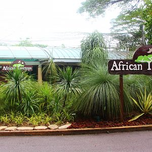 African Treetops