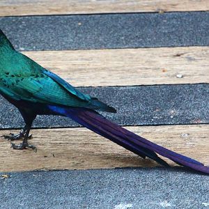 African Treetops - Long-tailed Glossy Starling