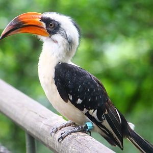 African Treetops - Von Der Decken's Hornbill