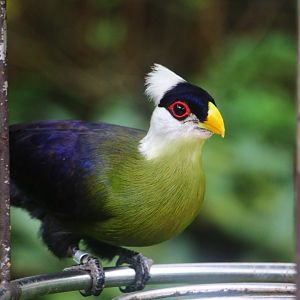 African Treetops - White-crested Turaco