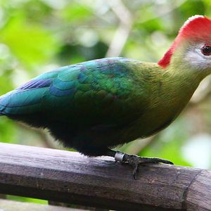 African Treetops - Red-crested Turaco
