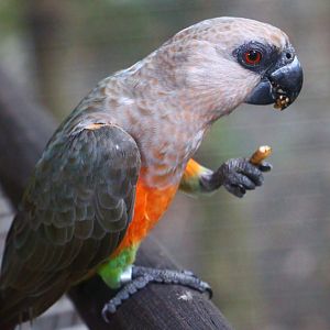 African Treetops - Red-bellied Parrot