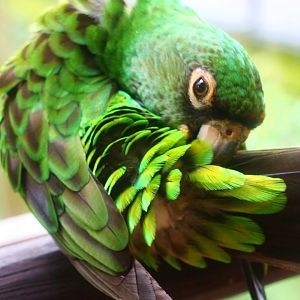 African Treetops - Jardine's Parrot