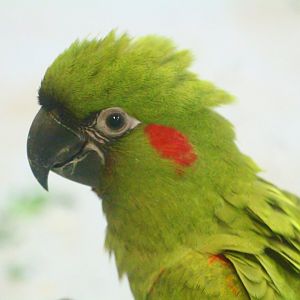 Breeding and Research Centre - young Red-fronted Macaw