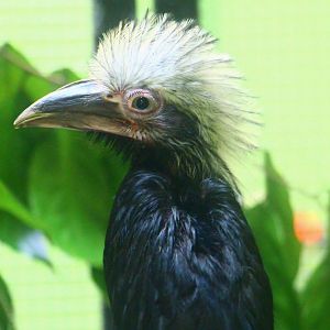 Breeding and Research Centre - young Western Long-tailed Hornbill