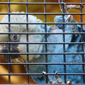 Parrot Paradise - Spix's Macaw