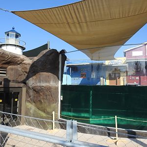 Adventure Cove July 2020: Pinniped Exhibit