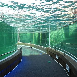 Adventure Cove July 2020: Pinniped Underwater Tunnel