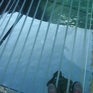 Adventure Cove July 2020: Underwater tunnel clear floor