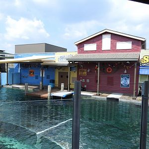 Adventure Cove July 2020: Pinniped Exhibit