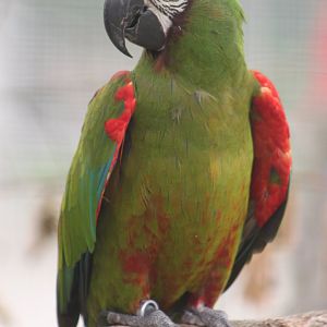 Chestnut-fronted macaw (Ara severus)