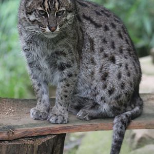 Fishing cat (Prionailurus viverrinus)