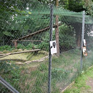 Fishing cat enclosure