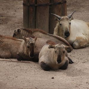 Golden takin (Budorcas taxicolor bedfordi)