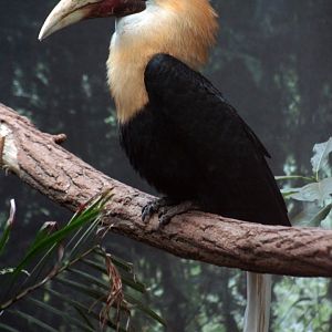 Papuan hornbill (Rhyticeros plicatus)