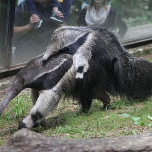 Giant anteater (Myrmecophaga tridactyla)