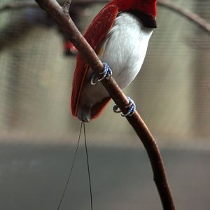 King bird-of-paradise (Cicinnurus regius)