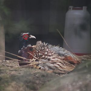 Korean ring-necked pheasant (Phasianus colchicus karpowi)