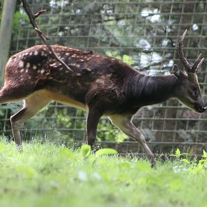 Visayan spotted deer (Rusa alfredi)