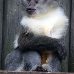 Golden-bellied Mangabey (Cercocebus chrysogaster)