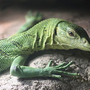 Green tree monitor (Varanus prasinus)