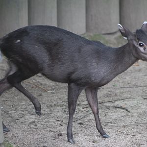 Michie's tufted deer (Elaphodus cephalophus michianus)