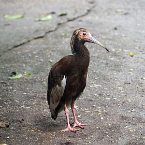 Madagascar Crested Ibis Young
