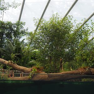 Burgers Zoo Mangrove