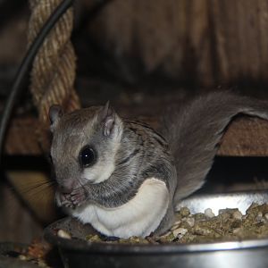 Northern flying squirrel (Glaucomys sabrinus)