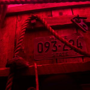 Northern flying squirrel (Glaucomys sabrinus)